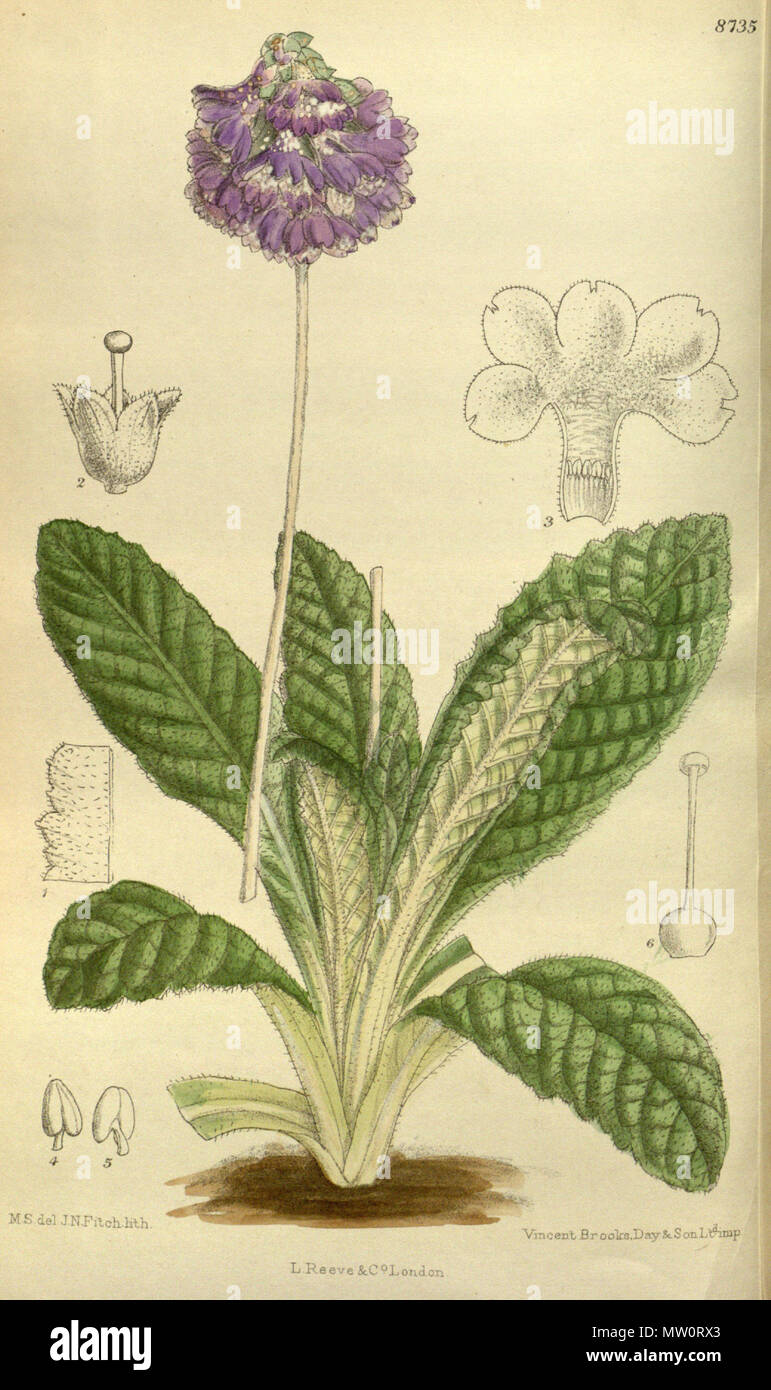 . Primula nutans (= Primula flaccida), Primulaceae . 1917. M.S. del., J.N.Fitch lith. 501 Primula nutans 143-8735 Stock Photo