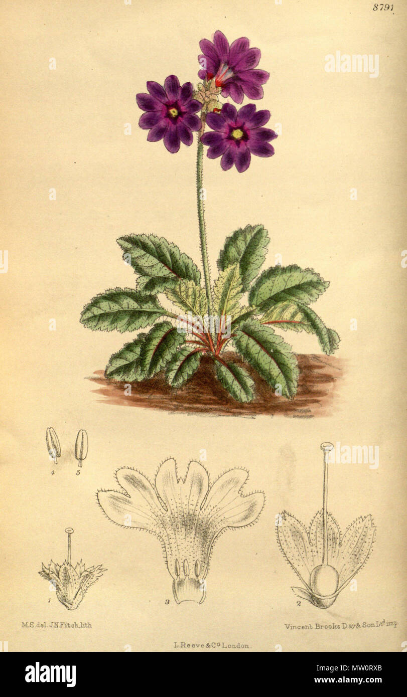 . Primula chasmophila, Primulaceae . 1919. M.S. del., J.N.Fitch lith. 501 Primula chasmophila 145-8791 Stock Photo