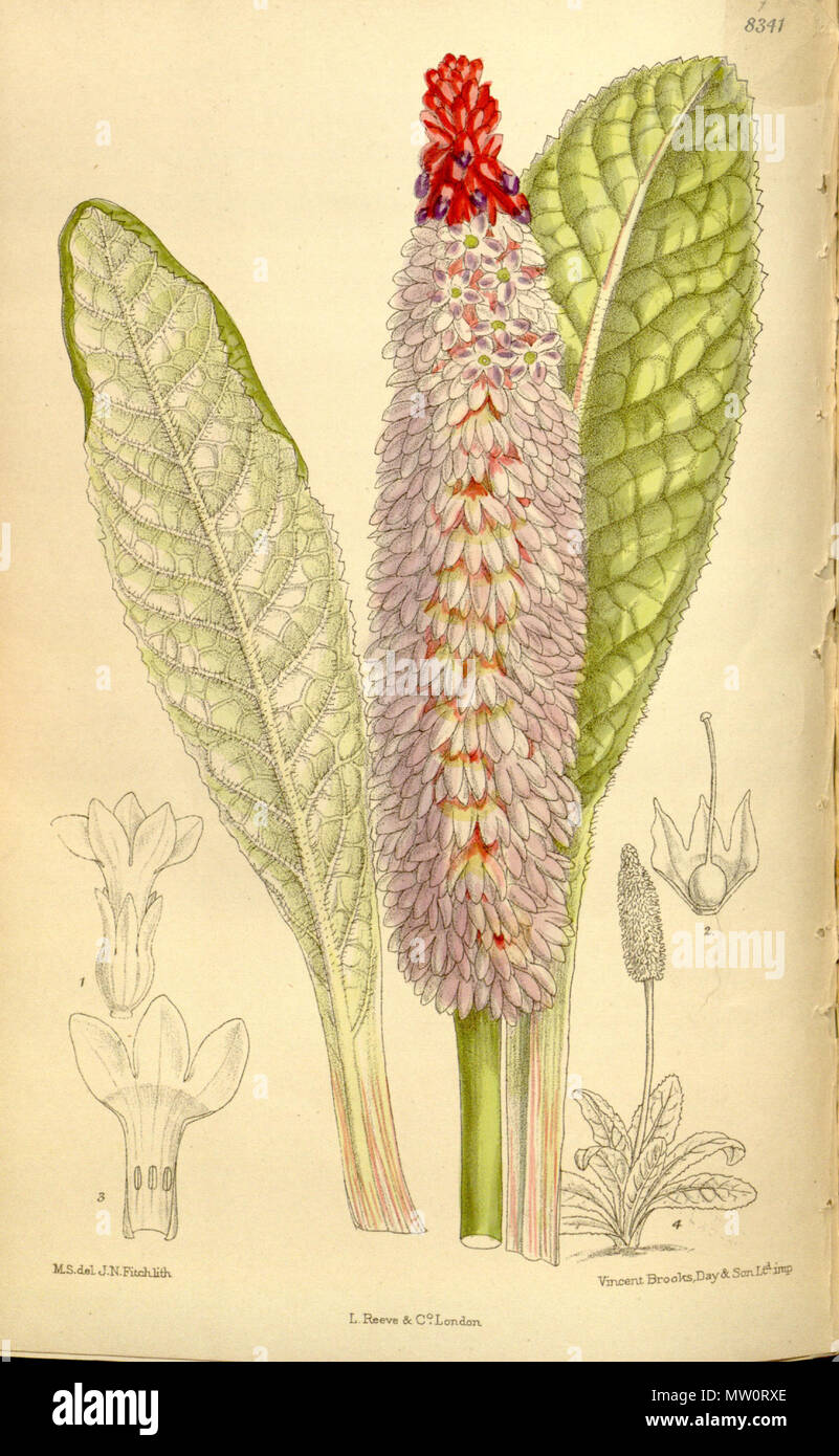 . Primula littoniana (= Primula vialii), Primulaceae . 1910. M.S. del., J.N.Fitch lith. 501 Primula littoniana 136-8341 Stock Photo