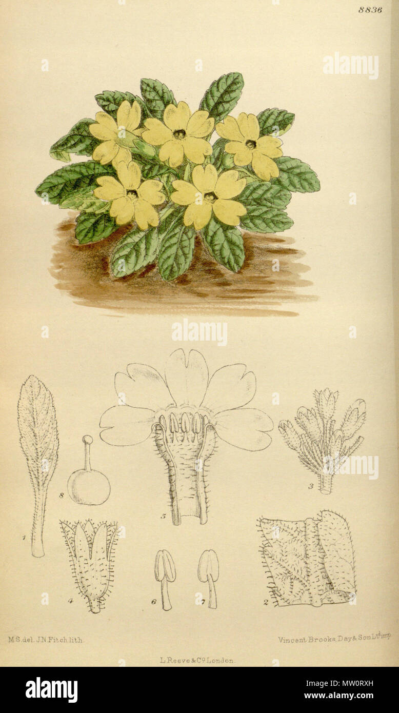 . Primula pulvinata (= Primula bracteata), Primulaceae . 1920. M.S. del., J.N.Fitch lith. 501 Primula pulvinata 146-8836 Stock Photo