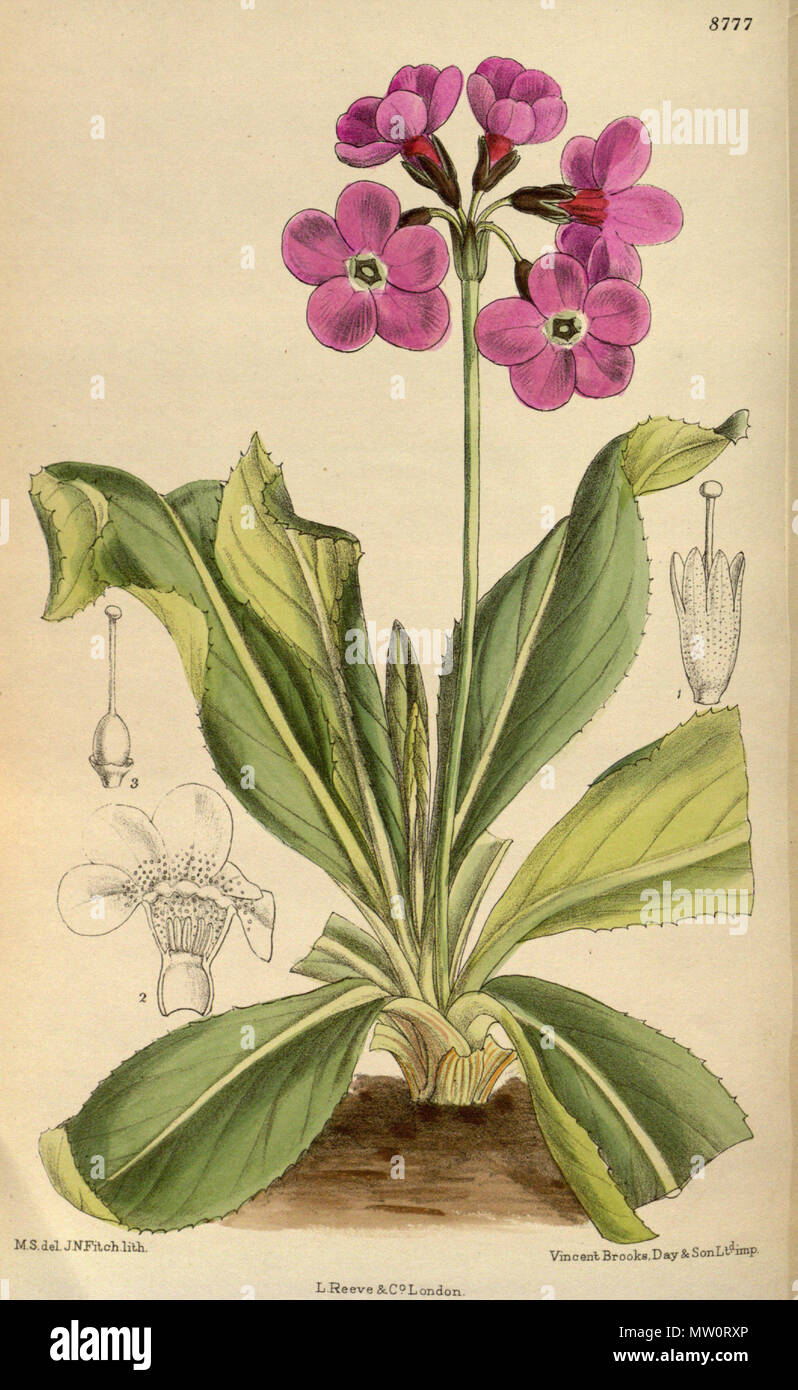 . Primula sinopurpurea (= Primula chionantha), Primulaceae . 1918. M.S. del., J.N.Fitch lith. 501 Primula sinopurpurea 144-8777 Stock Photo