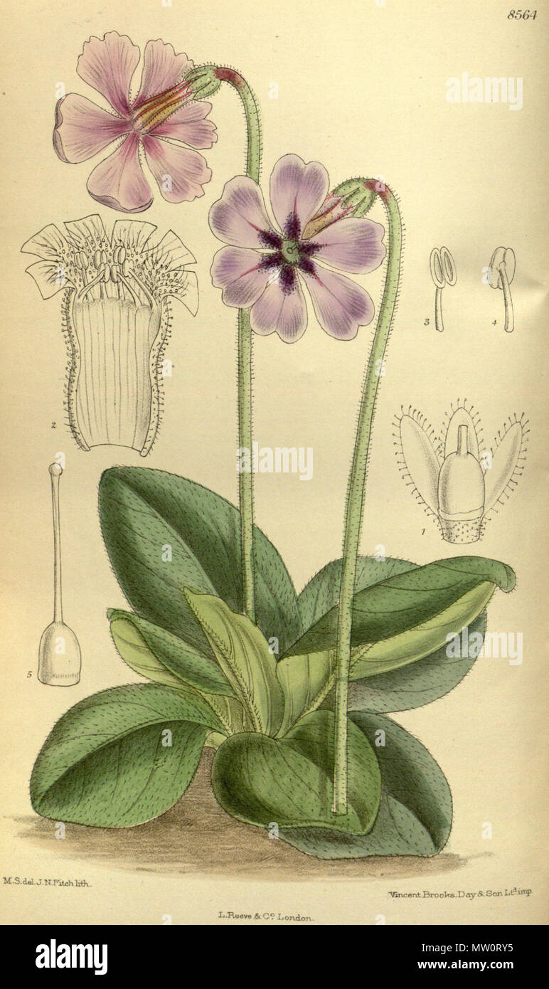 . Primula vinciflora (= Omphalogramma vinciflorum), Primulaceae . 1914. M.S. del., J.N.Fitch lith. 501 Primula vinciflora 140-8564 Stock Photo