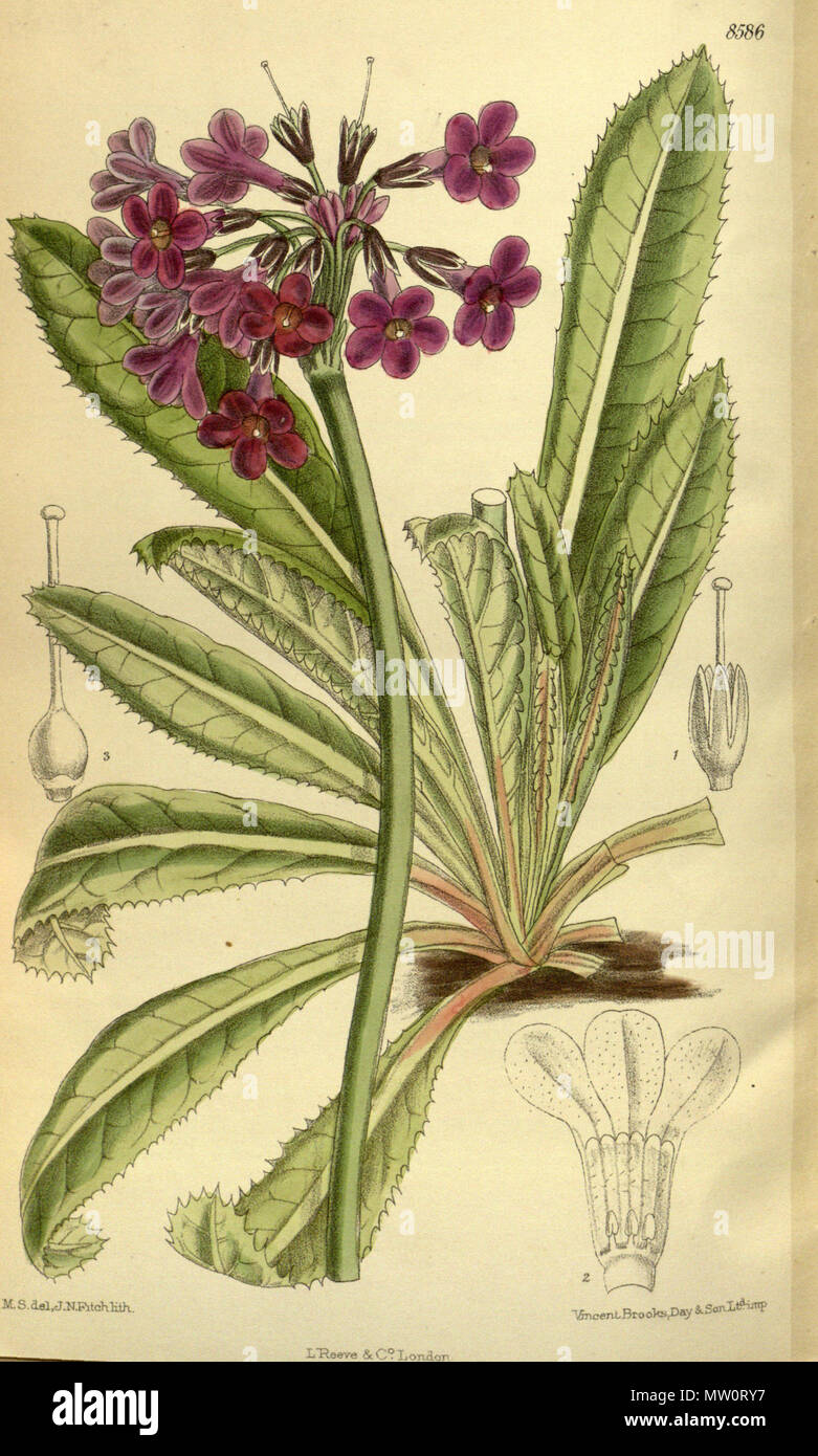 . Primula vittata (= Primula secundiflora), Primulaceae . 1914. M.S. del., J.N.Fitch lith. 501 Primula vittata 140-8586 Stock Photo