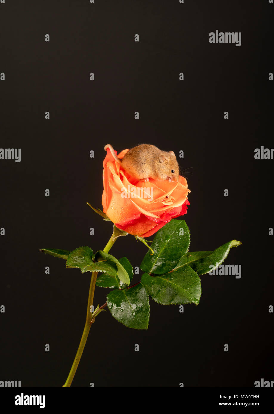 harvest mouse makes himself comfy on a rose Stock Photo