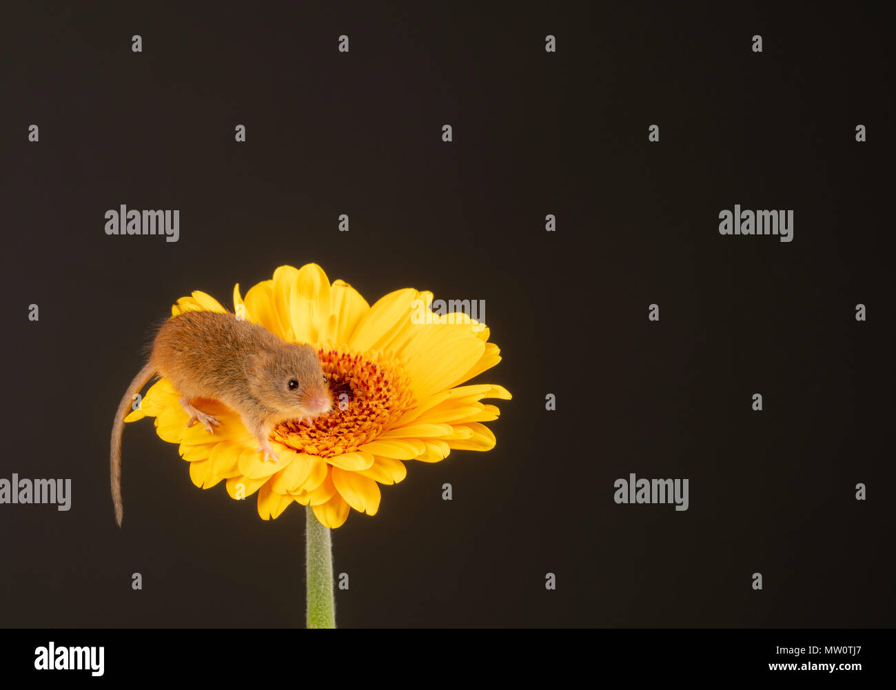 Harvest mouse climbing on a yellow gerbera on a studio background Stock Photo