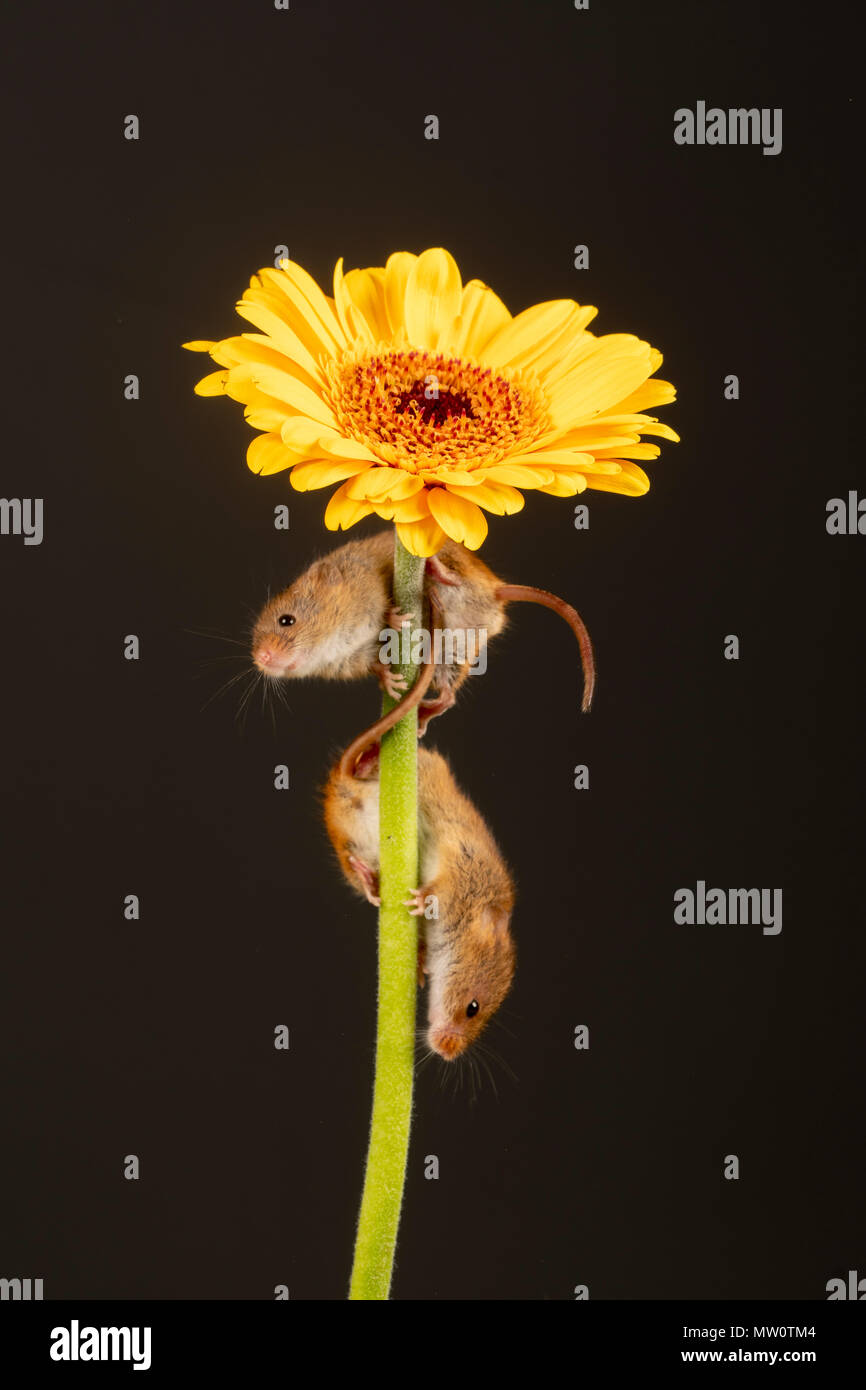 Harvest mouse climbing on a yellow gerbera on a studio background Stock Photo