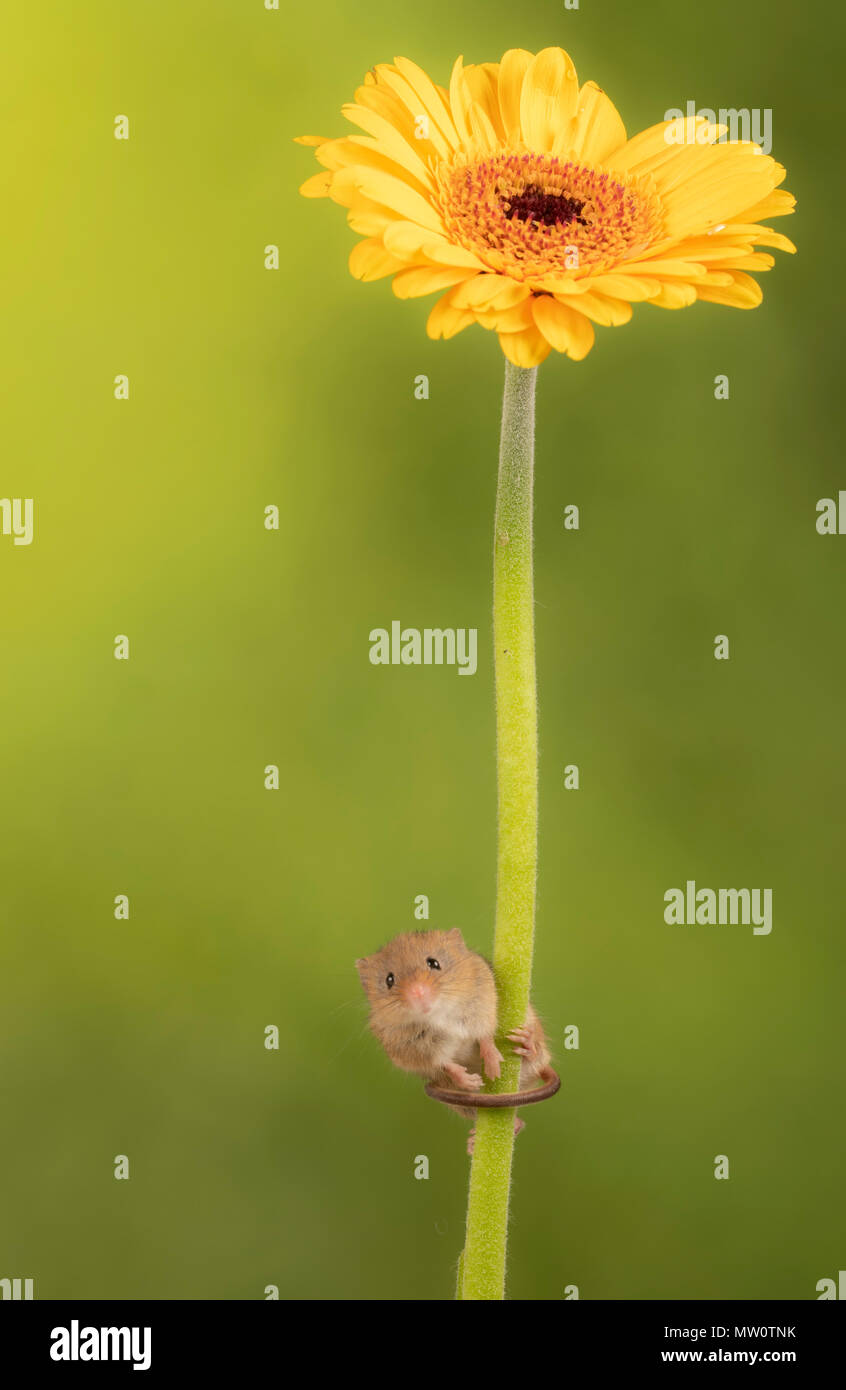 Harvest mouse climbing on a yellow gerbera on a studio background Stock Photo