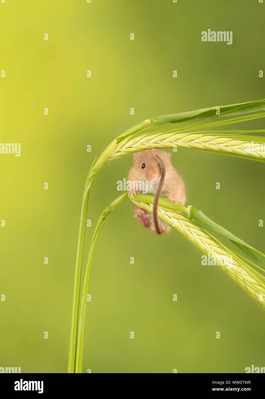 Harvest mouse climbing on grass blades Stock Photo
