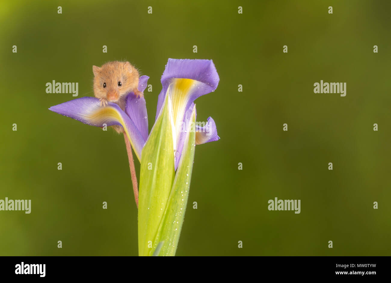 a harvest mouse climbing on a purple Iris Stock Photo