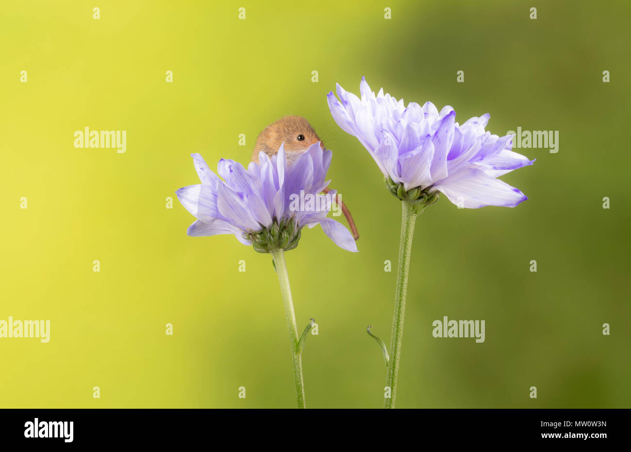 Harvest mice on a lilac chrysanthemum in s tudio setting Stock Photo