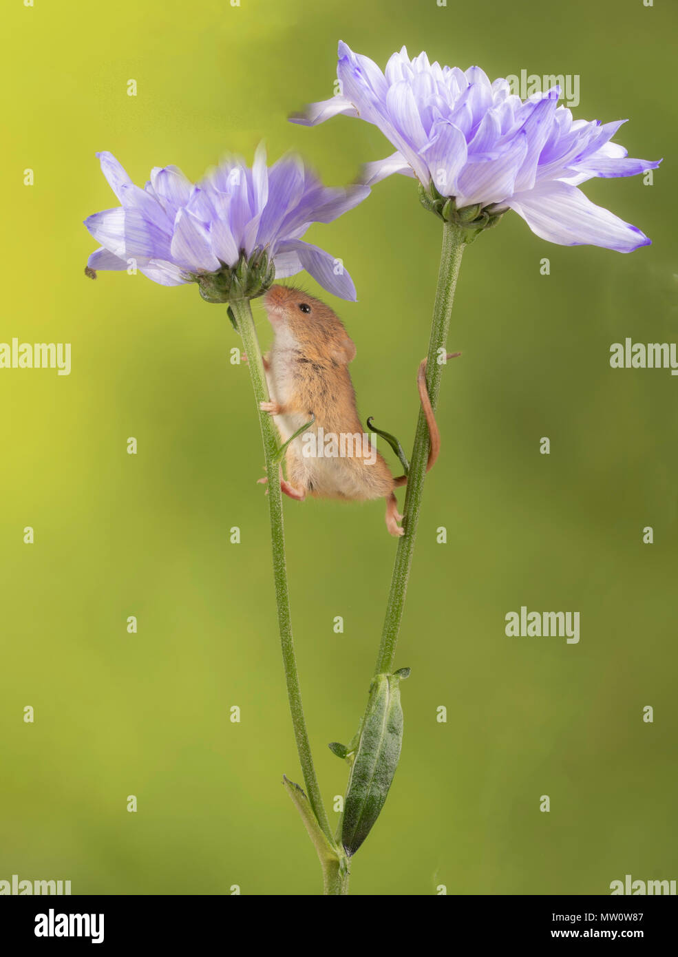Harvest mice on a lilac chrysanthemum in s tudio setting Stock Photo
