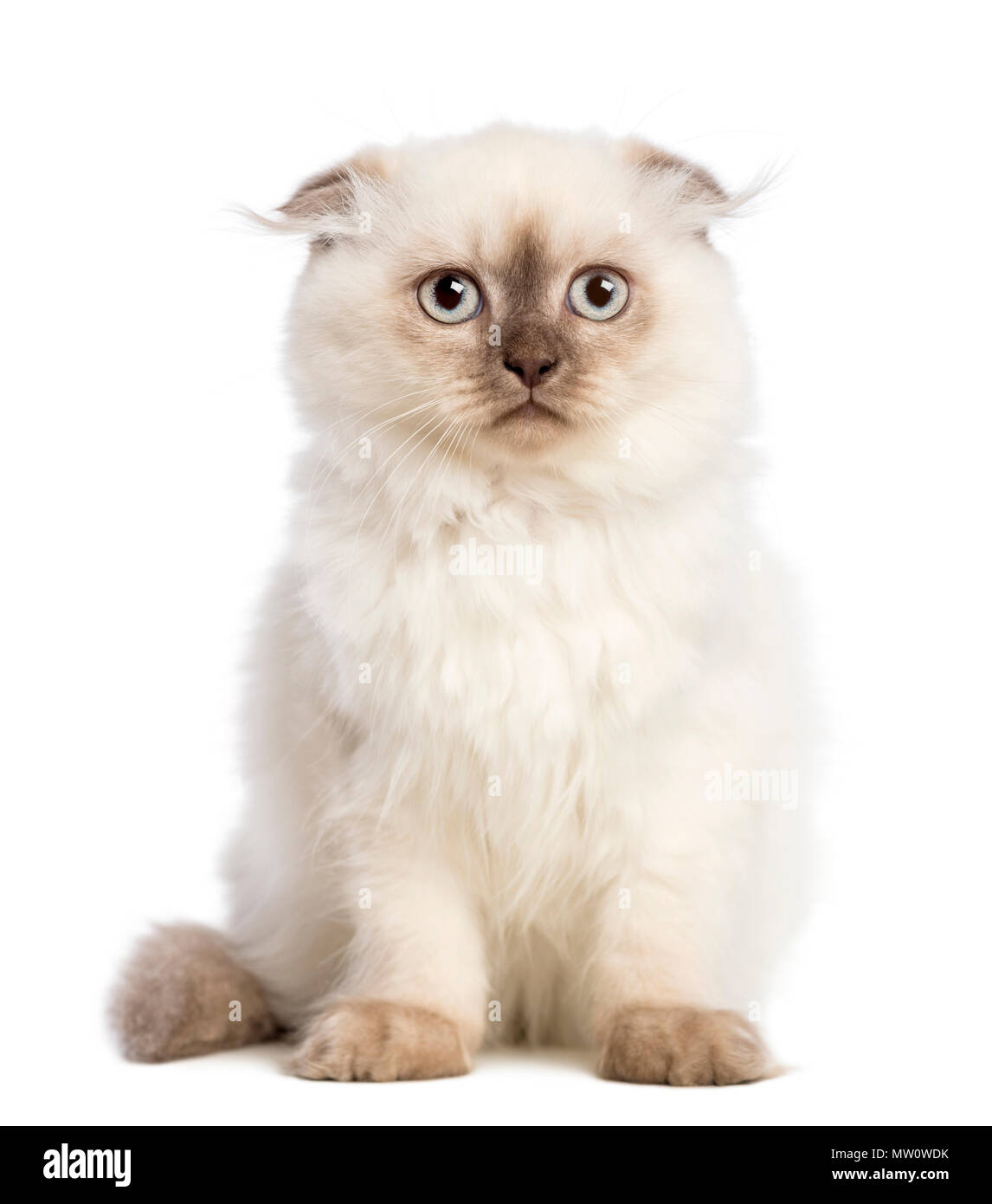 Highland fold kitten sitting against white background Stock Photo