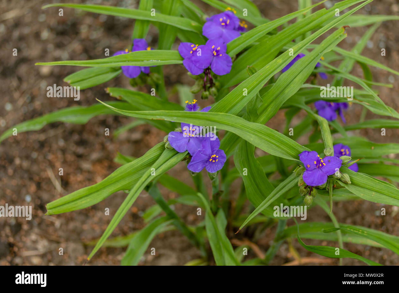 several violet Widow's Tears blooms in the early morning Stock Photo