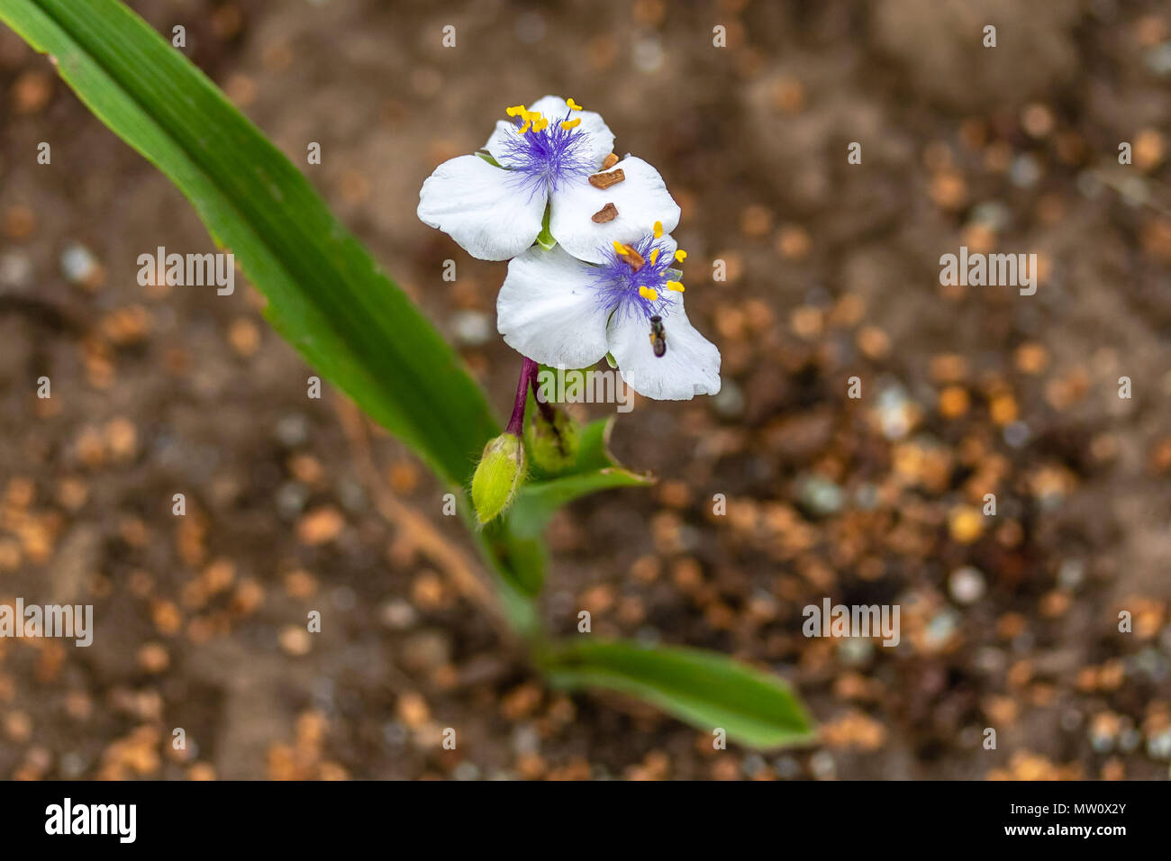 several white Widow's Tears blooms in the early morning Stock Photo