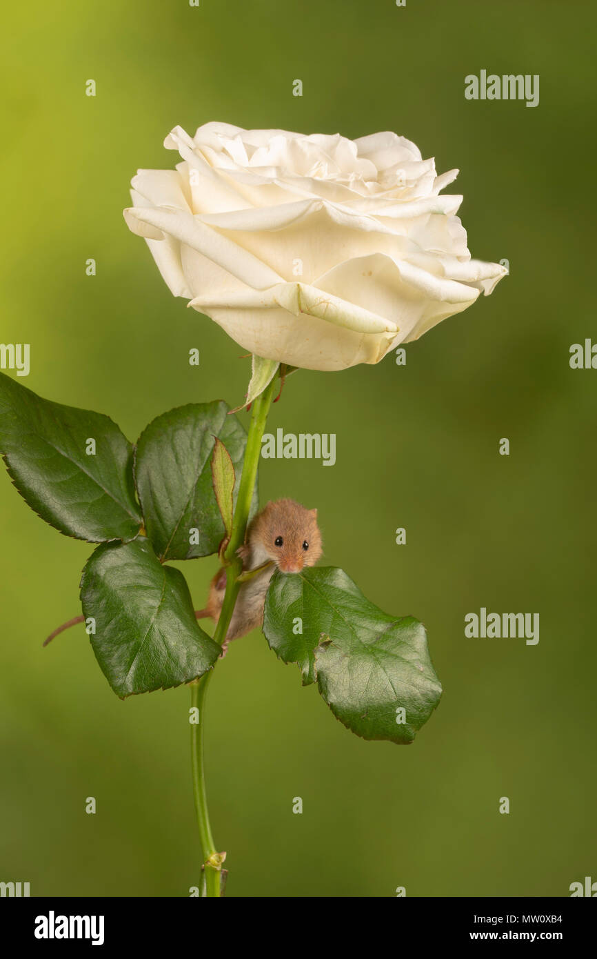 havest mouse on a white rose in a studio background Stock Photo