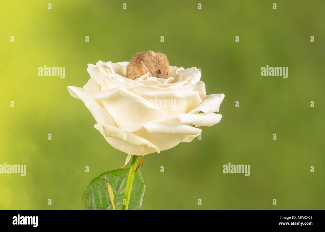 havest mouse on a white rose in a studio background Stock Photo