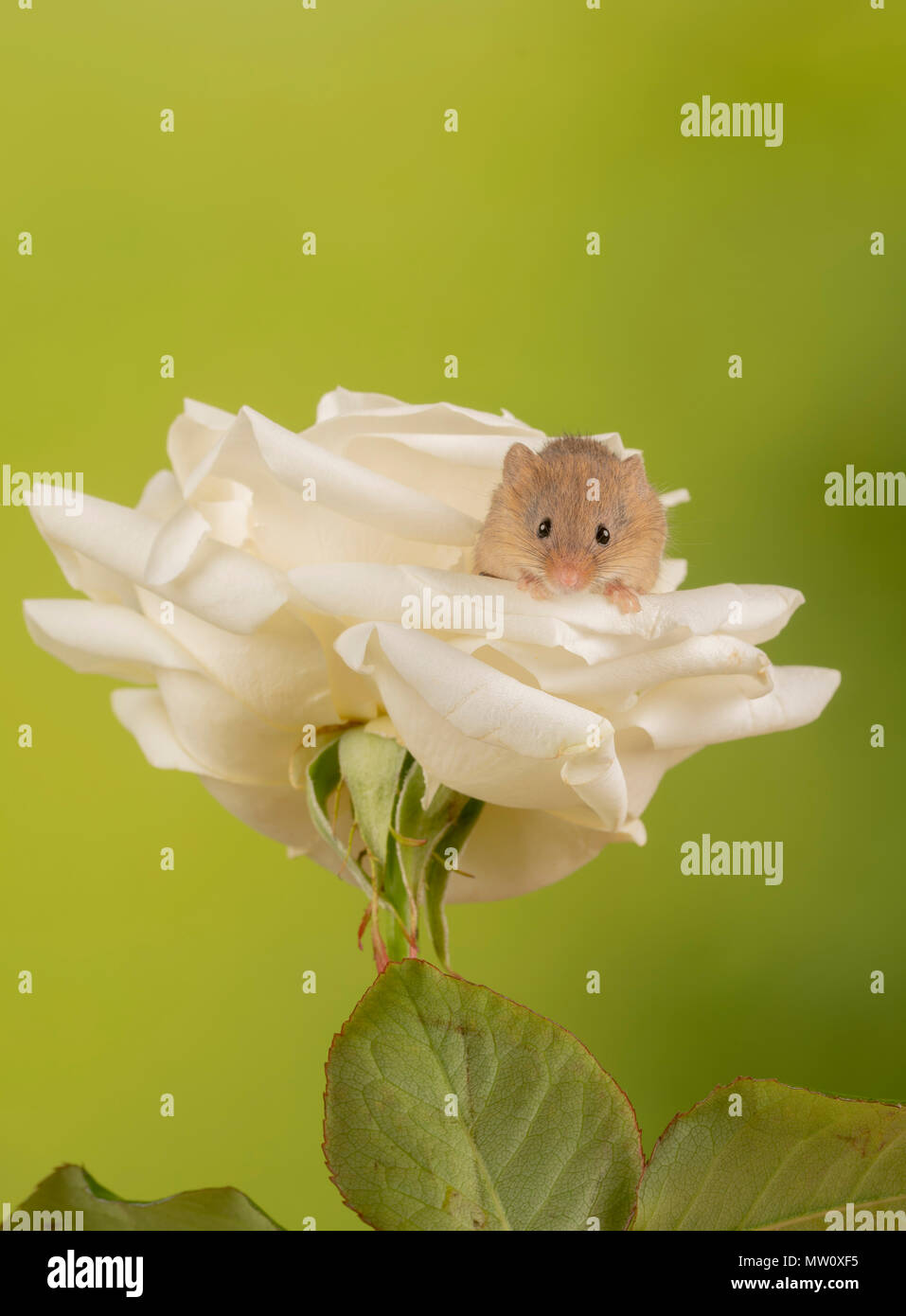 harvest mouse makes himself comfy on a rose Stock Photo