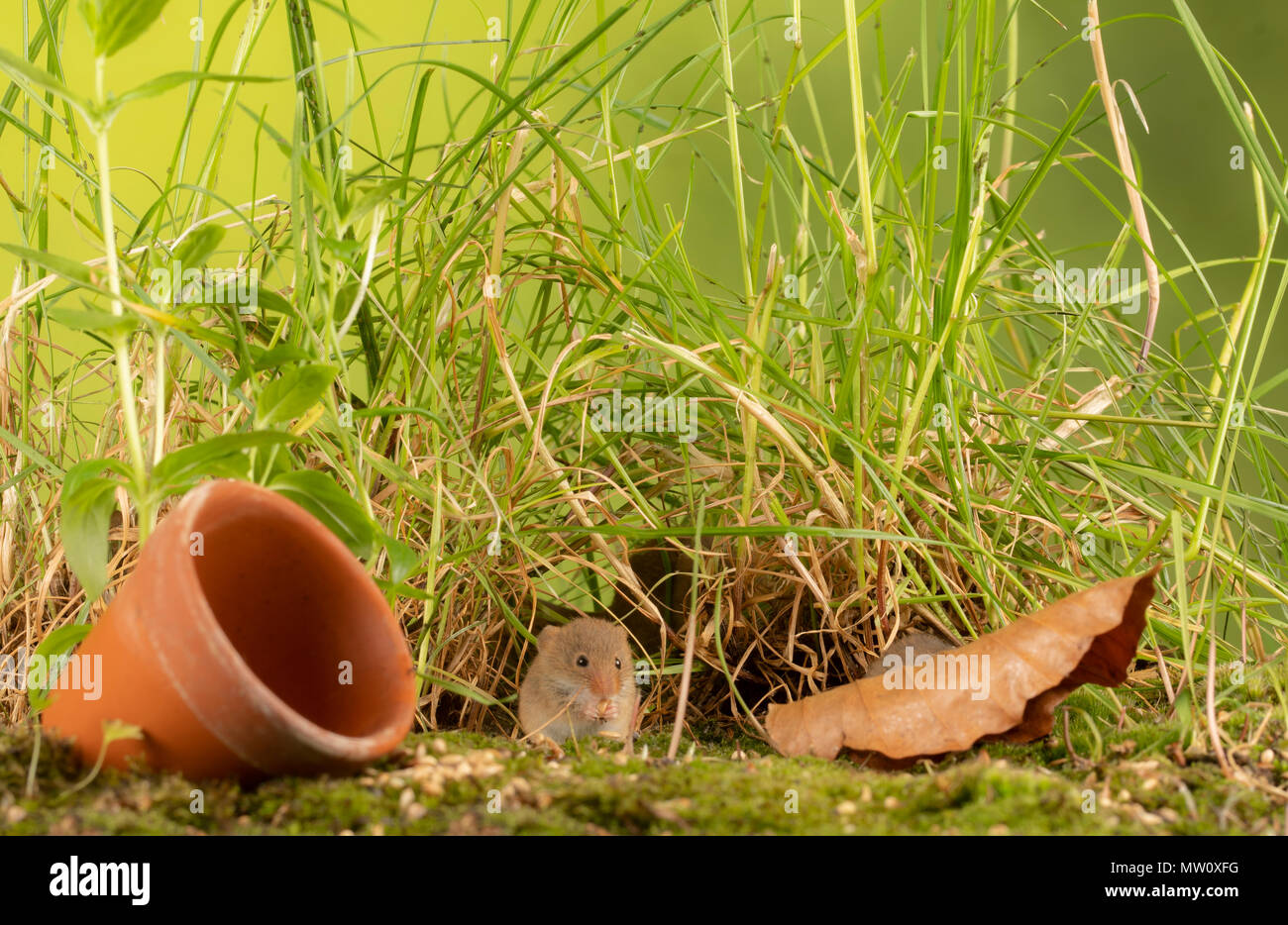 wild harvest mouse foraging for seeds Stock Photo