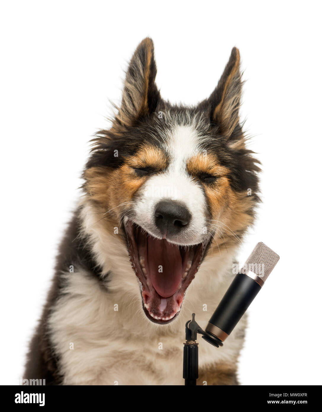 Close-up of a Border collie singing into a microphone, isolated on white Stock Photo