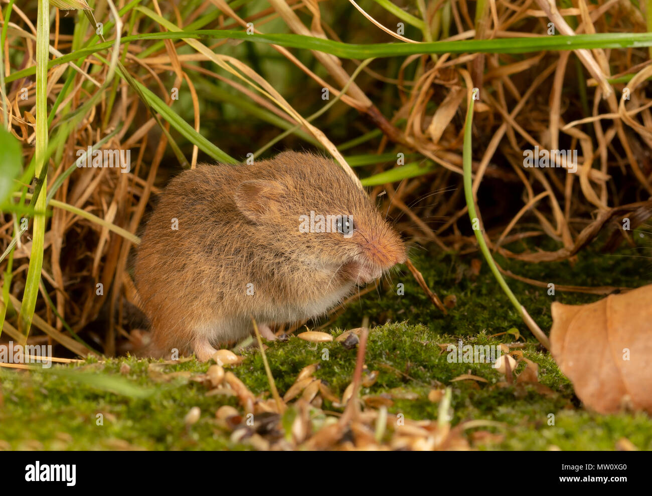wild harvest mouse foraging for seeds Stock Photo