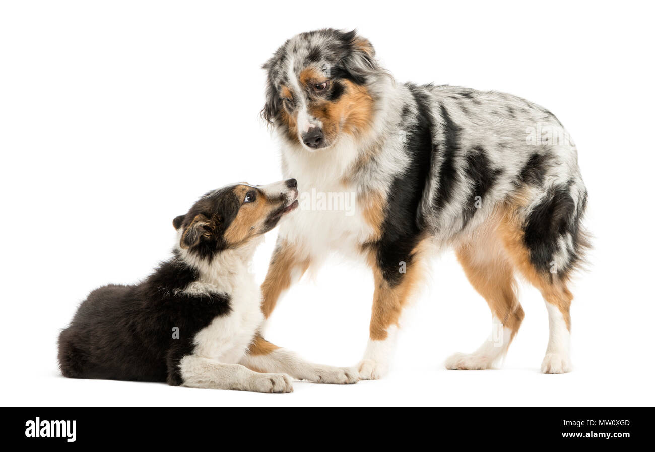 Border collie and Australian Shepherd playing together, isolated on white Stock Photo