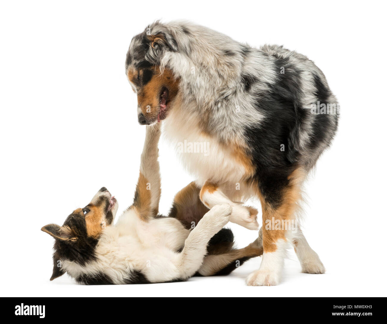 Border collie and Australian Shepherd playing together, isolated on white Stock Photo