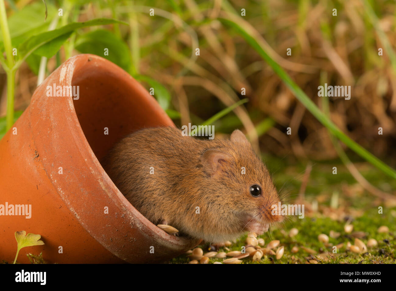 Tiny harvest mouse on moss Stock Photo