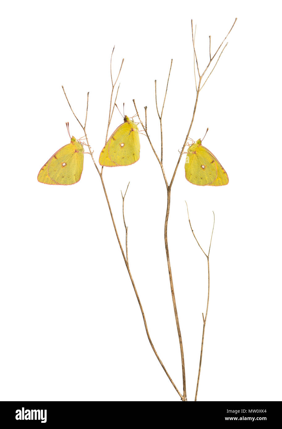 Clouded Sulphur butterflies landed on a thin branch, Colias philodice, isolated on white Stock Photo