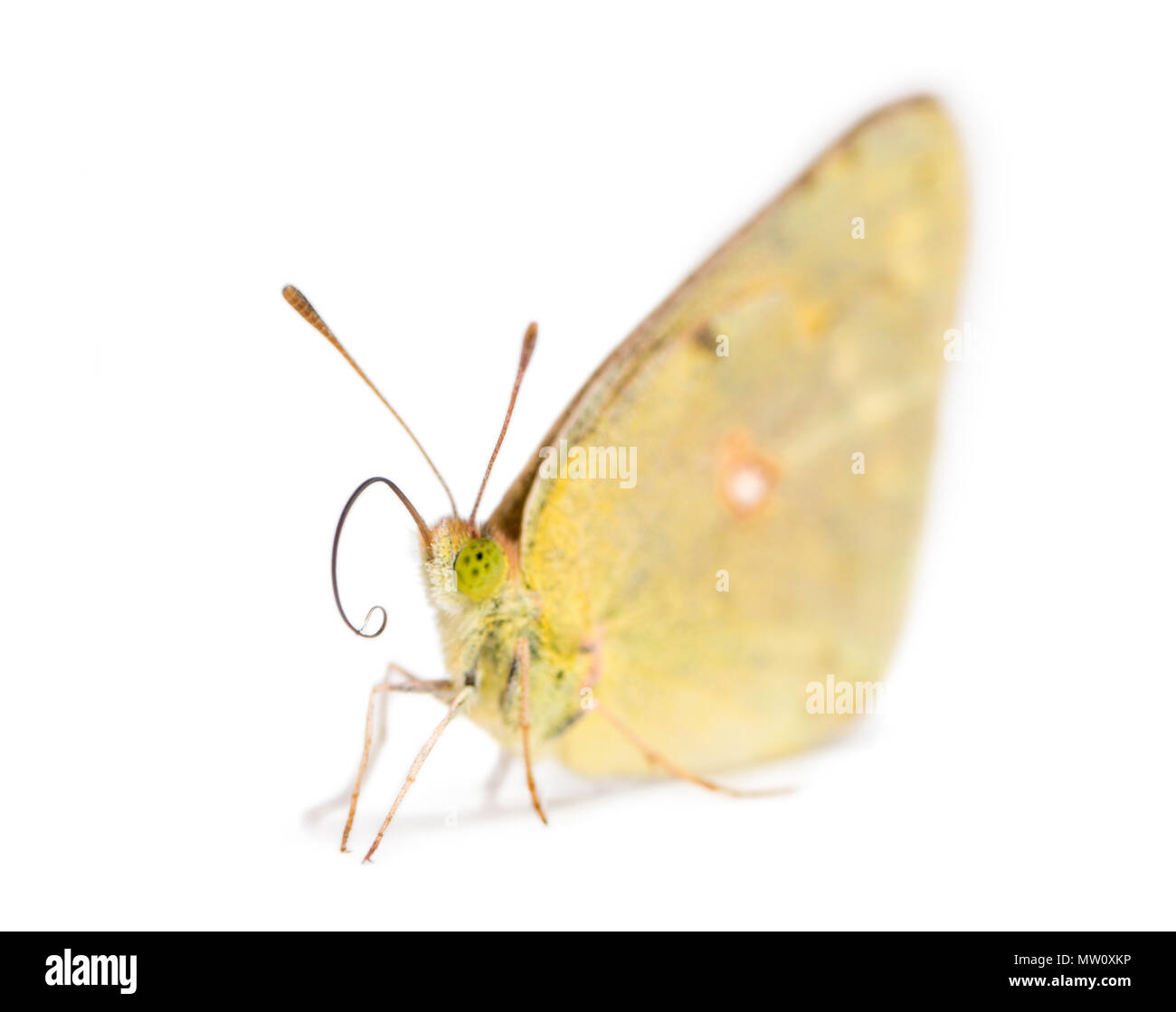 Clouded Sulphur landed on the ground, Colias philodice, isolated on white Stock Photo
