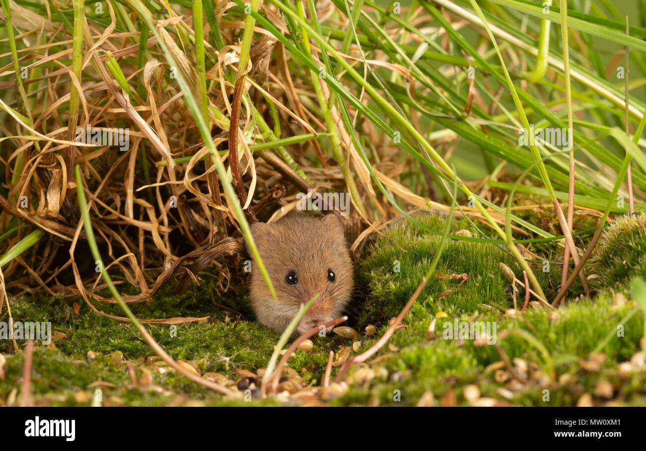 Tiny harvest mouse on moss eating seeds Stock Photo