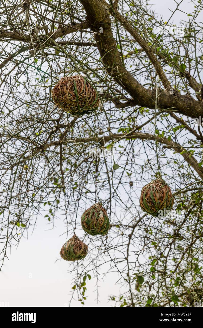 Elaborate African weaver bird nests hanging from thorny tree in Senegal, Africa. Stock Photo
