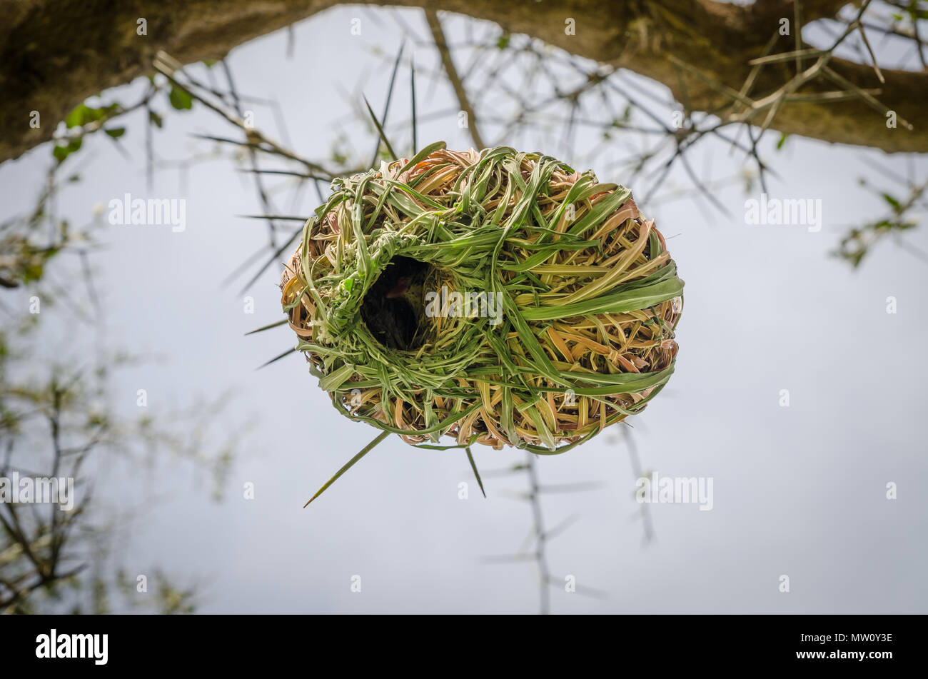 Elaborate African weaver bird nest hanging from thorny tree in Senegal, Africa. Stock Photo