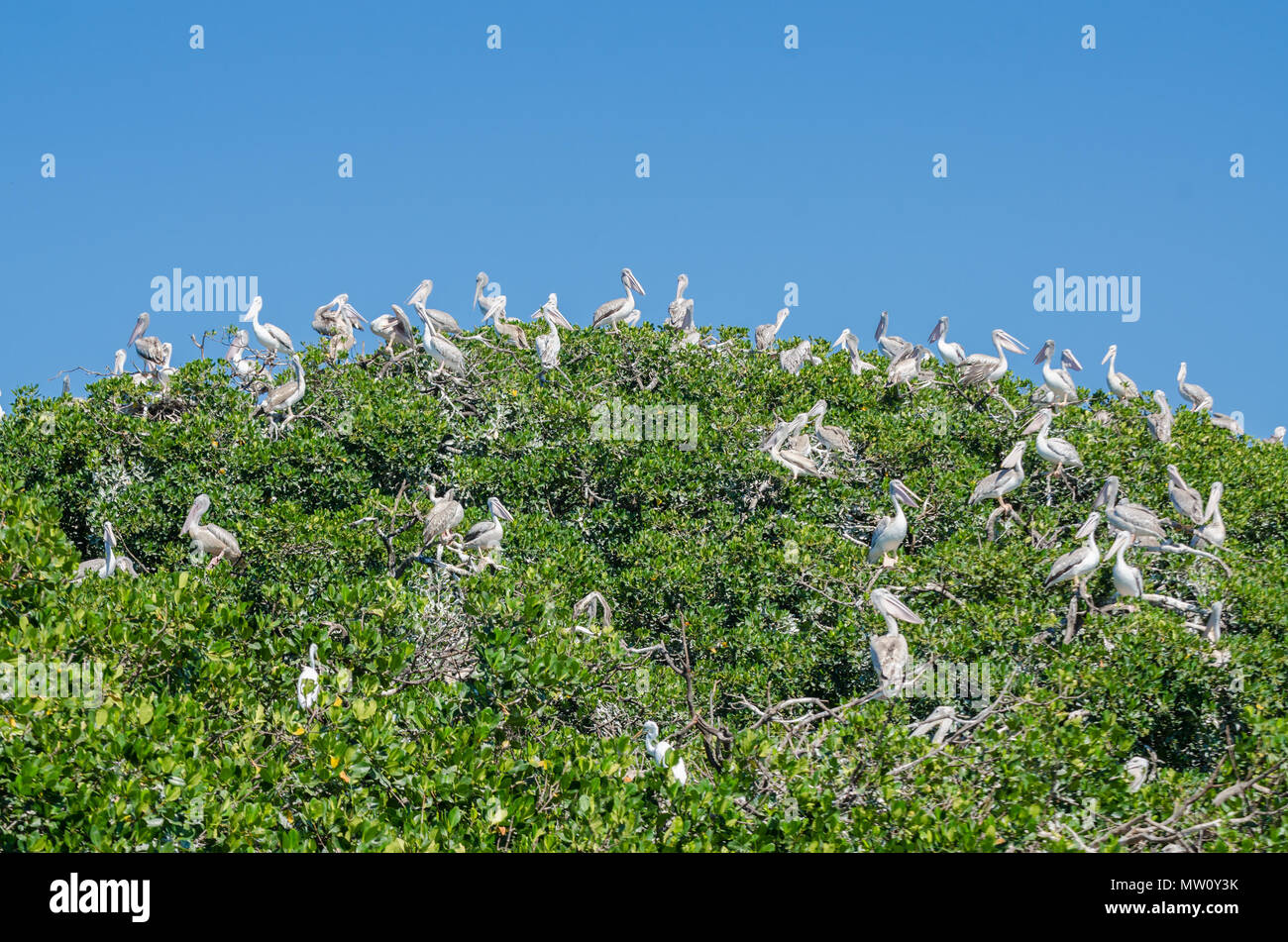 Many pelicans sitting in top of mangrove trees on Pelican Island, Casamance, Senegal, Africa. Stock Photo