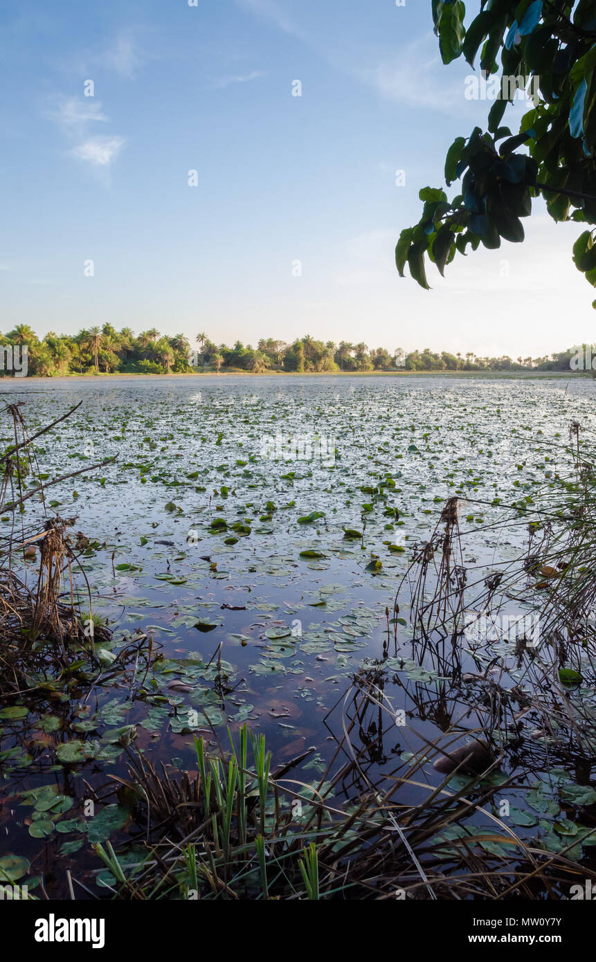 Beautiful lake with water lilies and palms at coast of Casamance, Kafountine, Senegal, Africa. Stock Photo