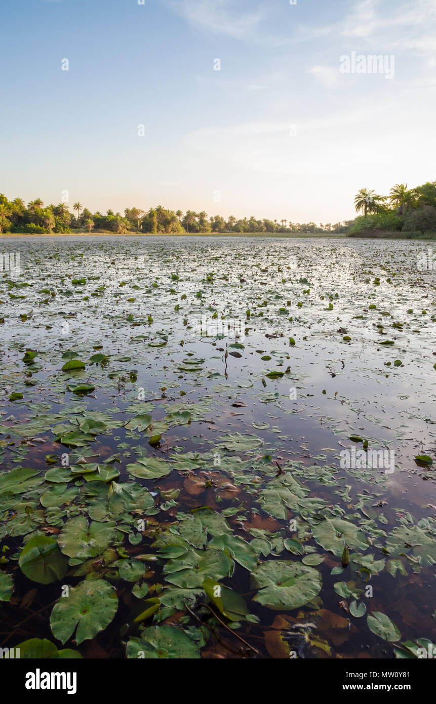 Beautiful lake with water lilies and palms at coast of Casamance, Kafountine, Senegal, Africa. Stock Photo