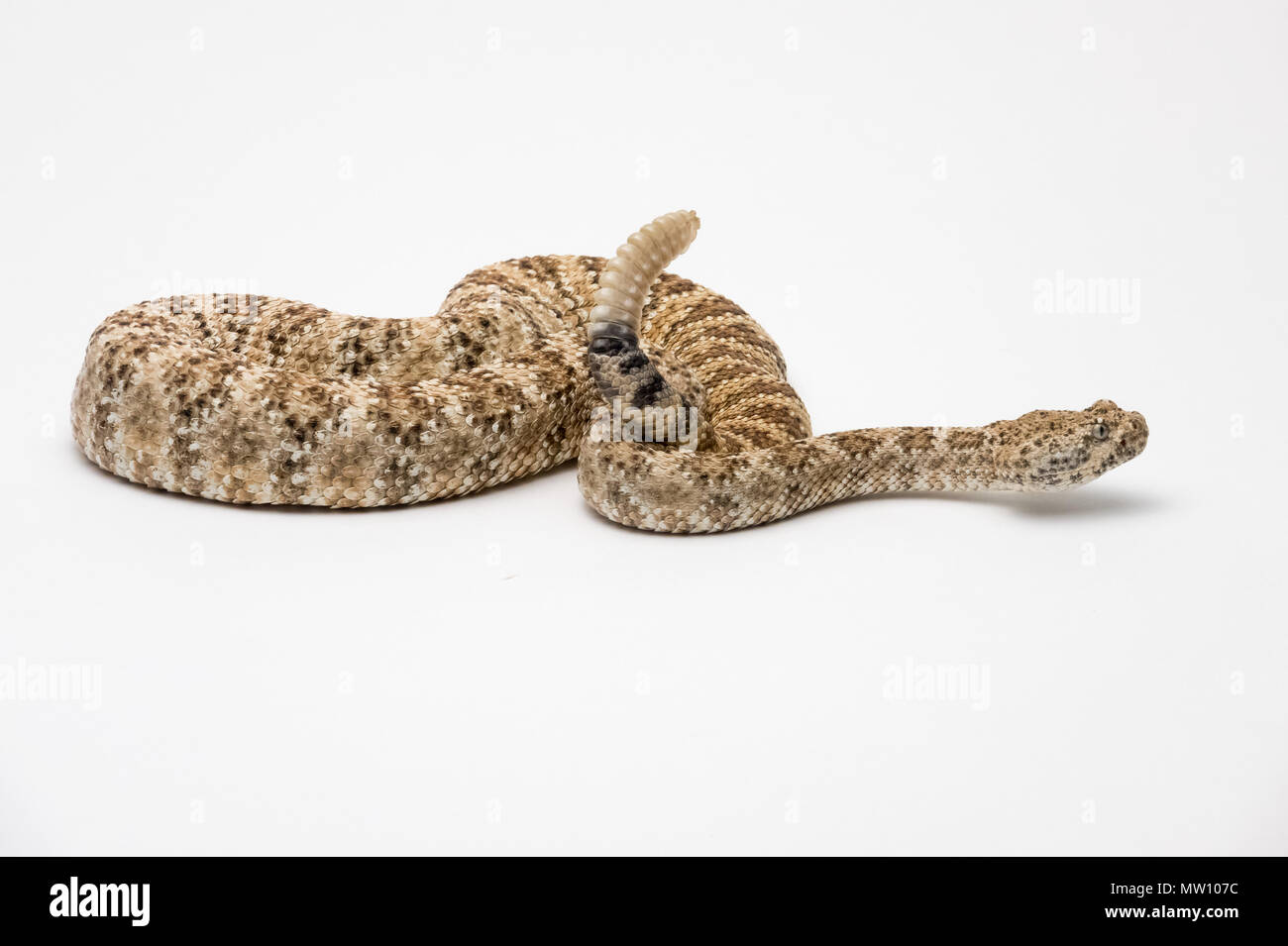 Speckled Rattlesnake on White Background Stock Photo