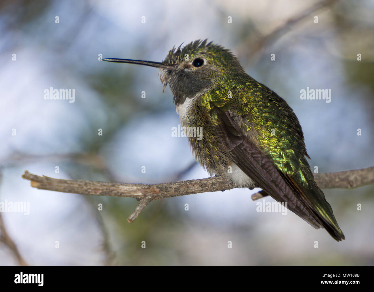 Hummingbird on Branch Stock Photo