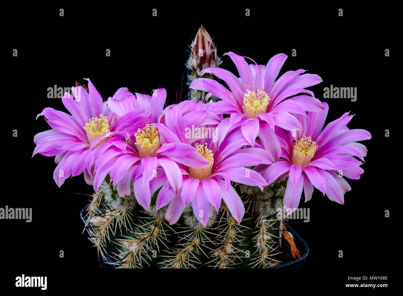 Echinocereus adustus hi-res stock photography and images - Alamy