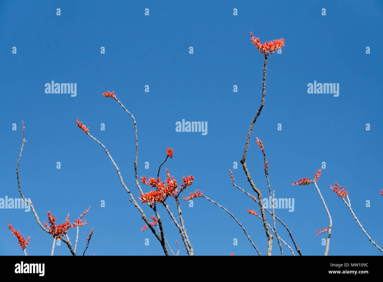 Ocotillo Branches against Blue Sky Stock Photo
