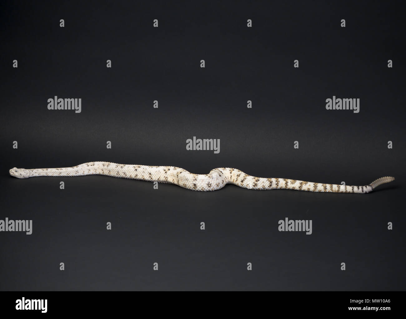 Rattlesnake on Black Background Stock Photo