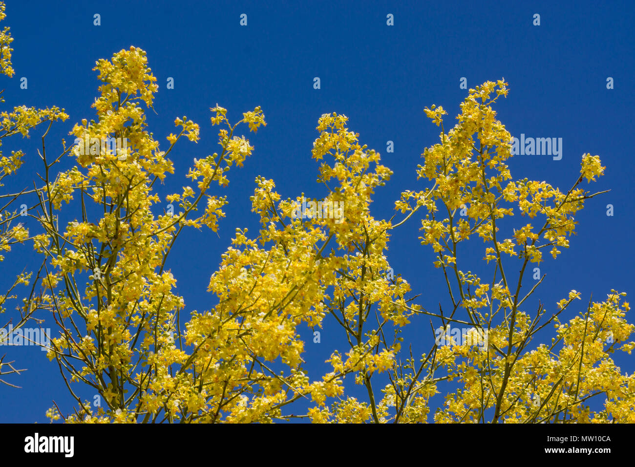 Palo Verde Blooms Against Blue Sky Stock Photo