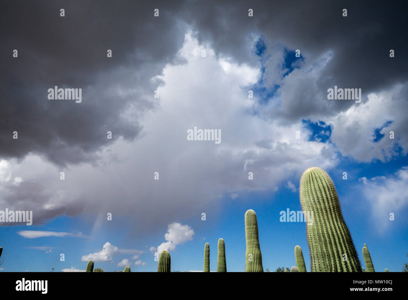 Saguaro Cactus and Monsoon Sky Stock Photo