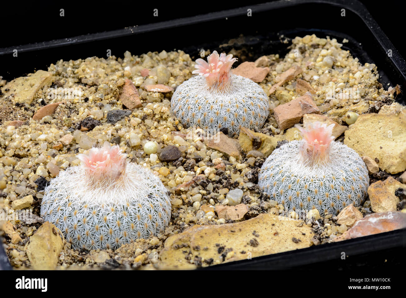 Cactus Epithelanta micromeris polycephala with flower isolated on Black Stock Photo