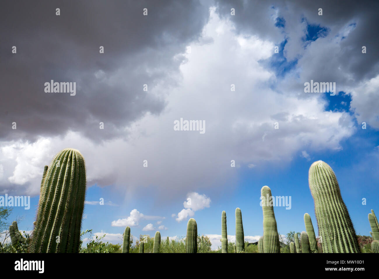 Saguaro Cactus and Monsoon Sky Stock Photo