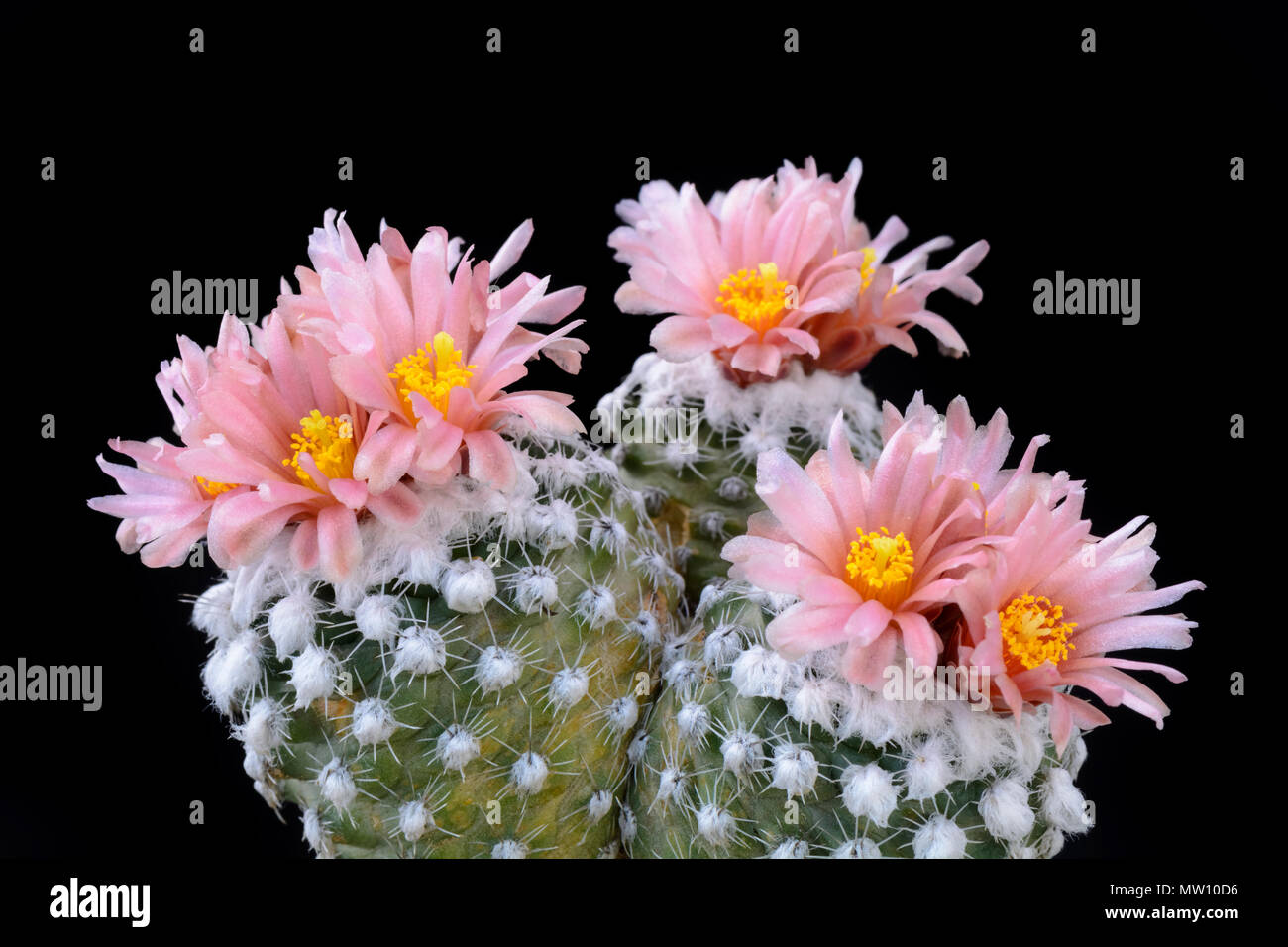 Cactus Pediocactus winkleri with flower isolated on Black Stock Photo