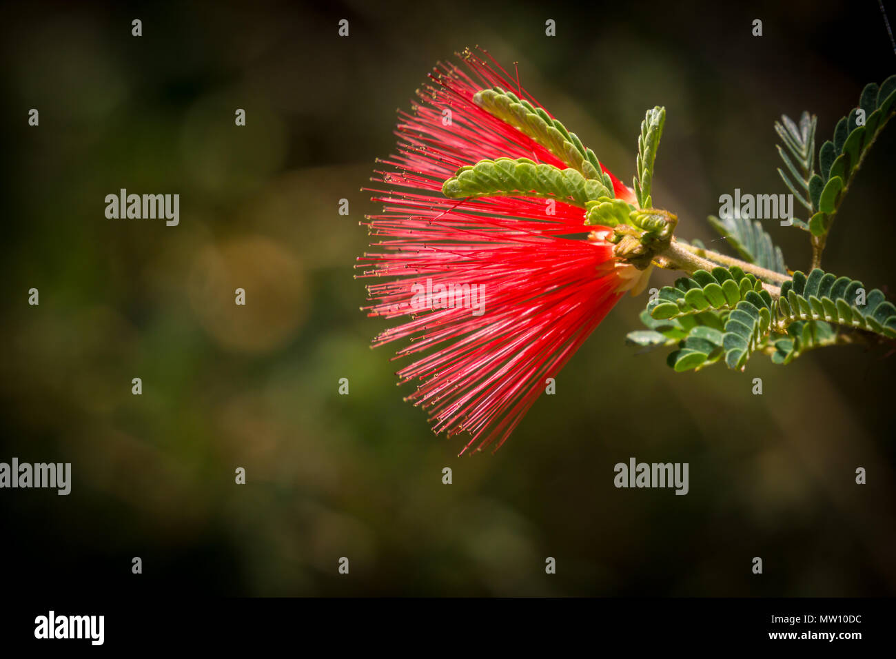 Red Baja Fairy Duster Flower Stock Photo
