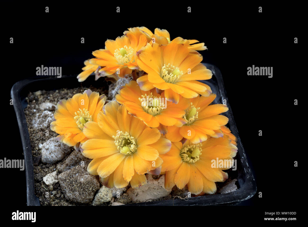 Cactus rebutia dersiana with flower isolated on Black Stock Photo