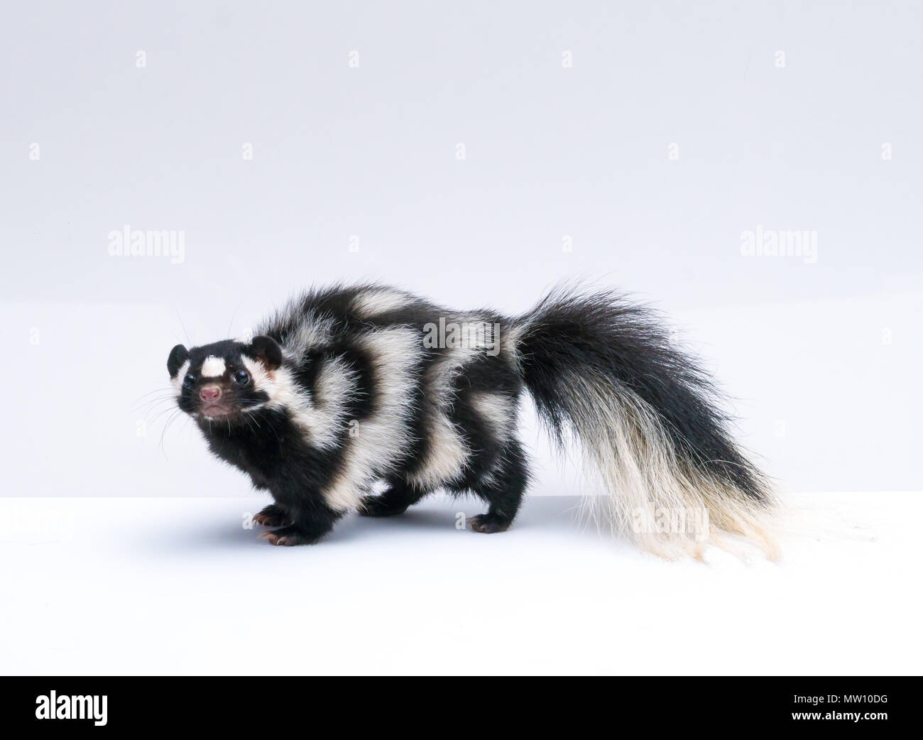 Spotted Skunk on White Background Stock Photo