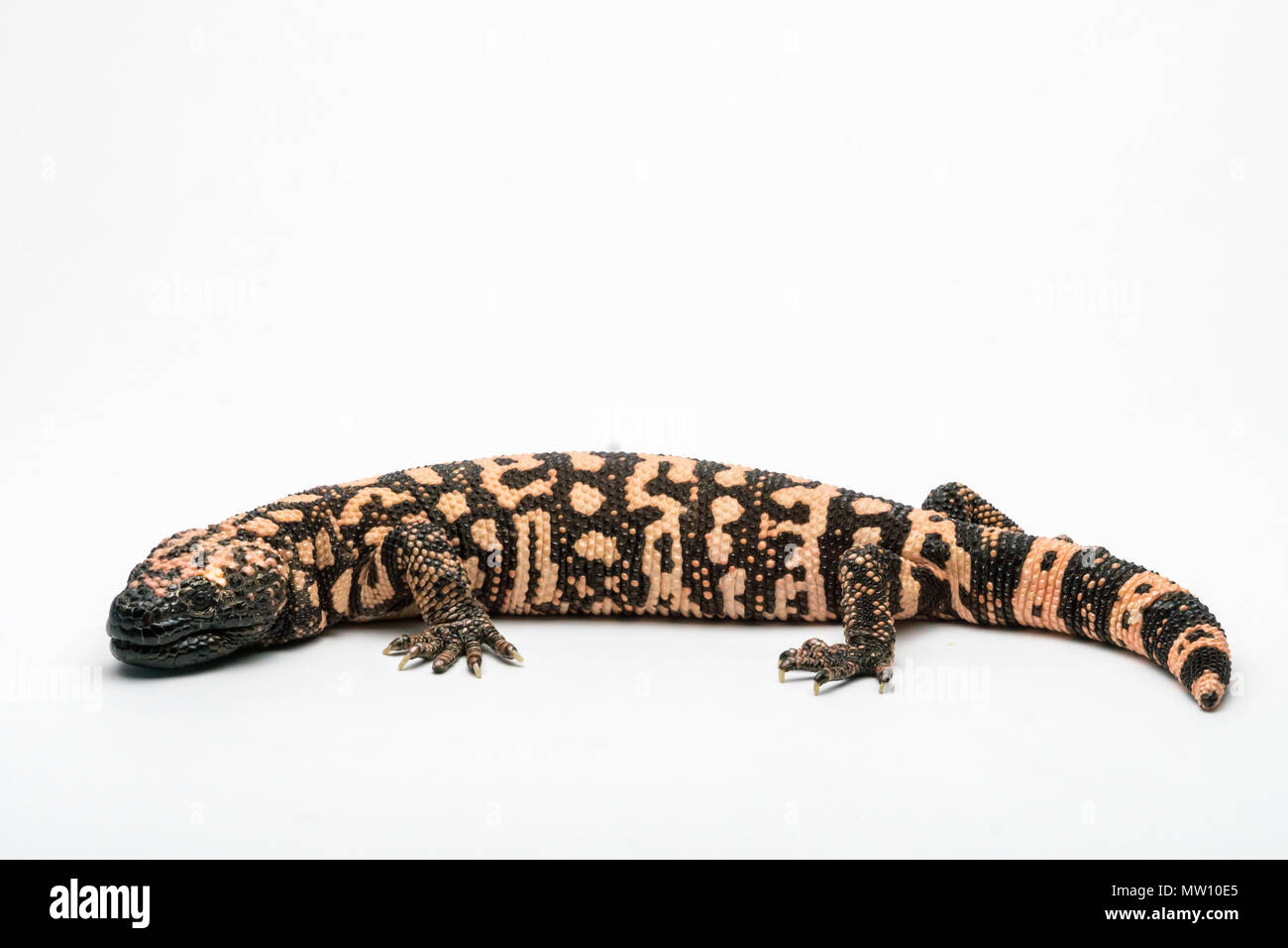 Gila Monster, Isolated on White Background Paper Stock Photo
