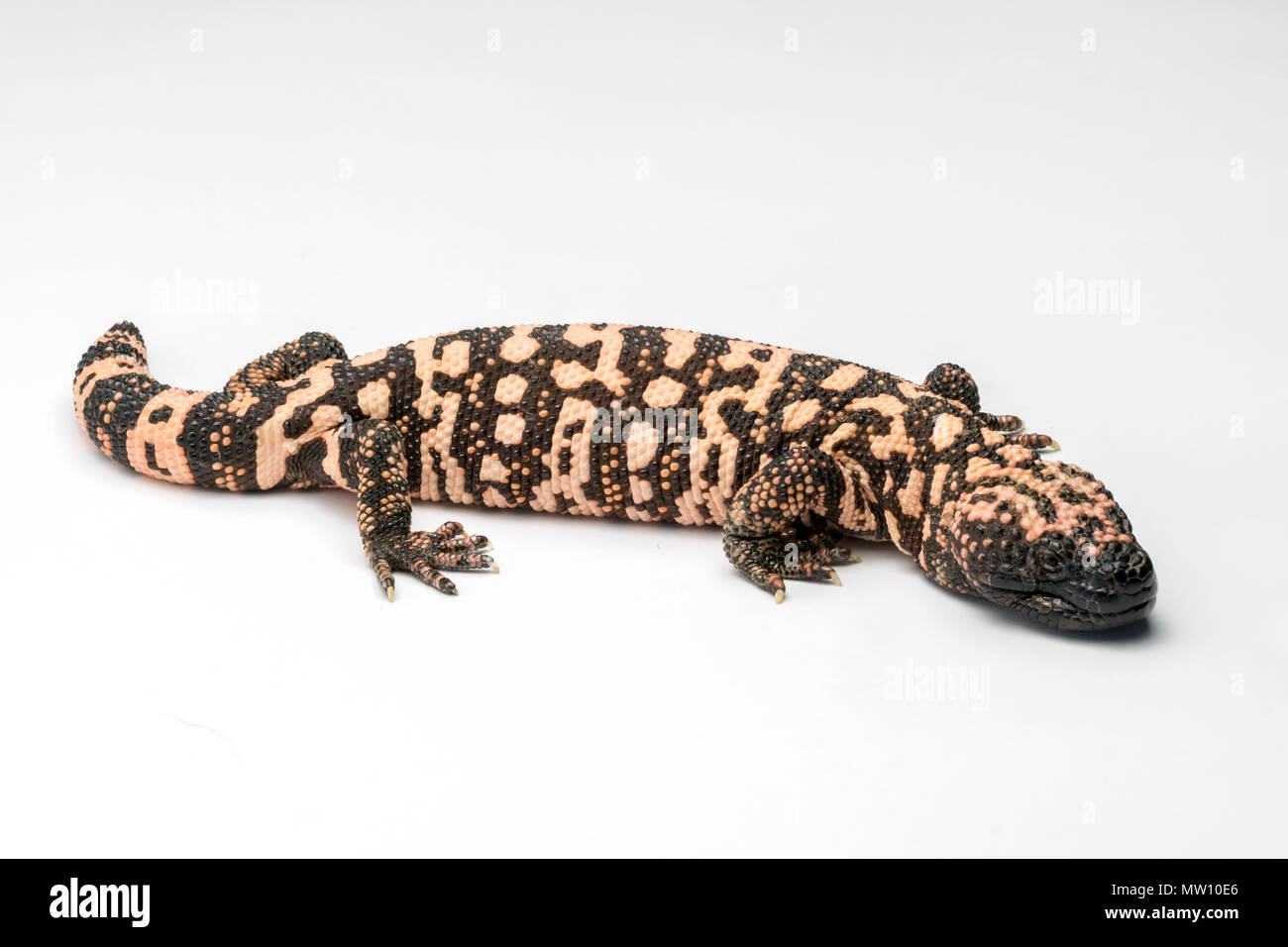 Gila Monster Isolated on White Paper Background Stock Photo